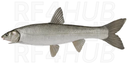 Ugui