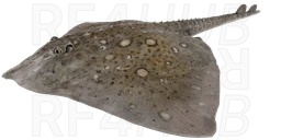 Thorny skate