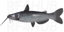 Channel catfish