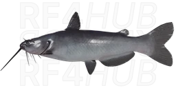 Channel catfish
