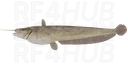 Amur Catfish