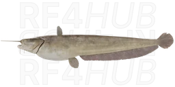 Amur Catfish