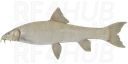 Albino barbel