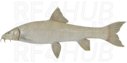 Albino barbel