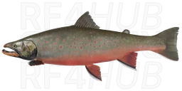 Dolly Varden Trout