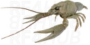 Freshwater Crayfish