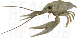 Freshwater Crayfish