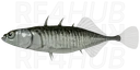 Three-spined Stickleback