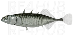 Three-spined Stickleback