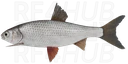 Siberian Dace