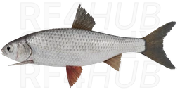 Siberian Dace