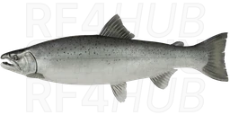 Masu