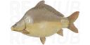 Frame-sided carp