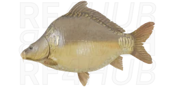 Frame-sided carp