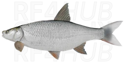 Asp