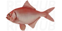 Alfonsino