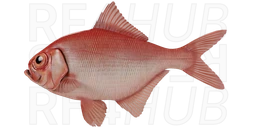 Alfonsino