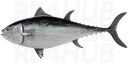 Atlantic bluefin tuna