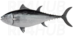 Atlantic bluefin tuna