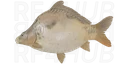 Frame-sided Ghost Carp
