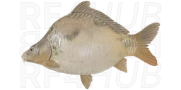 Frame-sided Ghost Carp