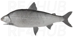 Muksun
