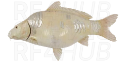 Mirror Albino Carp