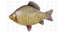 Crucian Carp