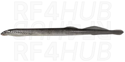 Caspian Lamprey
