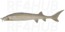 East Siberian Sturgeon