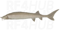 East Siberian Sturgeon