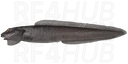 Longear eelpout