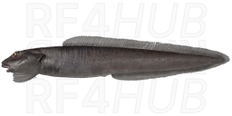 Longear eelpout