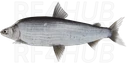 Humpback Whitefish