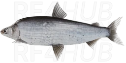 Humpback Whitefish