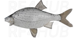 Caspian Roach