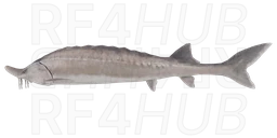 Black Sea Beluga
