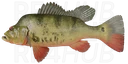 Butterfly Peacock bass