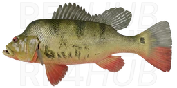 Butterfly Peacock bass