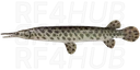 Spotted Gar
