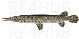 Spotted Gar