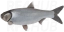 Silver Carp