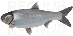 Silver Carp