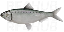 Black-spined Herring