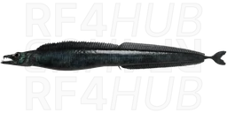 Black scabbardfish