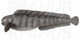 Atlantic wolffish