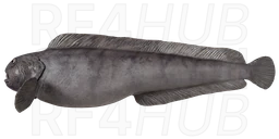 Northern wolffish