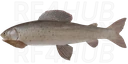 Arctic Grayling