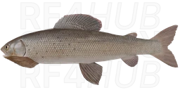 Arctic Grayling