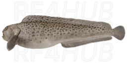 Spotted wolffish
